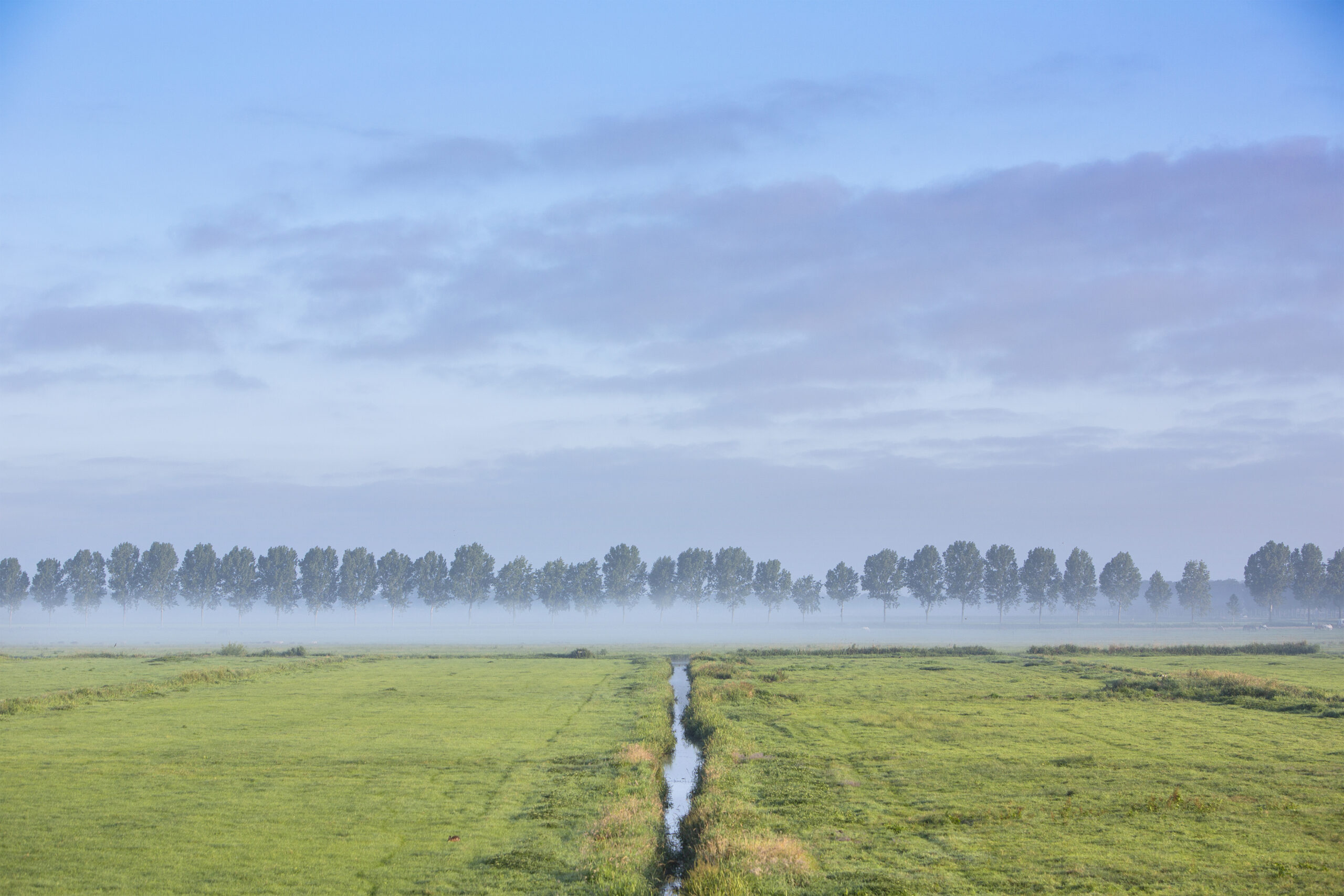 Fence line